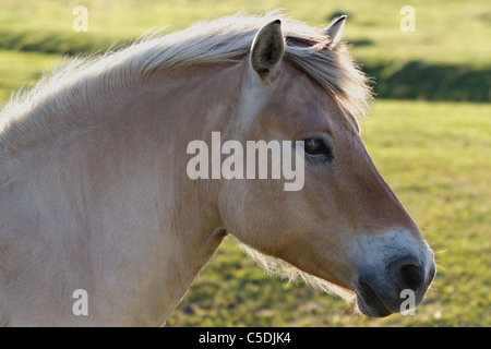 Palomino-Pferd-portrait Stockfoto