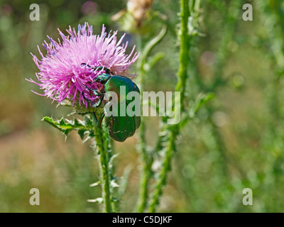 Grün Juni Käfer auf lila Distel Blume. Budapest, Ungarn Stockfoto