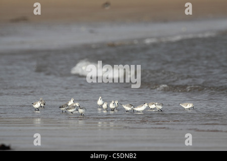 Sanderling, Calidris Alba, Herde, die Fütterung am Strand im winter Stockfoto
