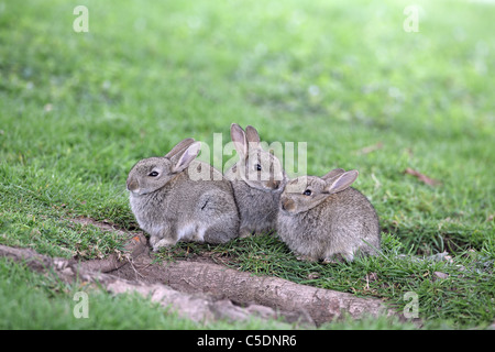 Europäische Kaninchen Oryctolagus Cuniculus, drei kuschelte sich zusammen Stockfoto