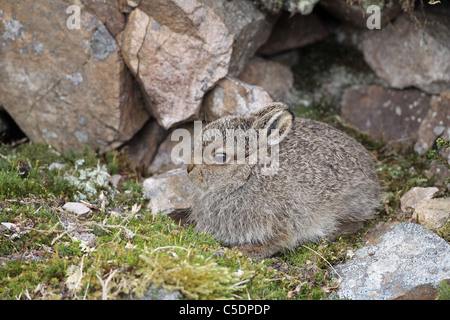 Berg Hase Leveret, Lepus Timidus, bergende zwischen Felsen Stockfoto