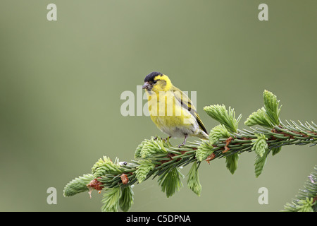Erlenzeisig, Zuchtjahr Spinus, männlich auf Tannenzweig im westlichen Perthshire Stockfoto
