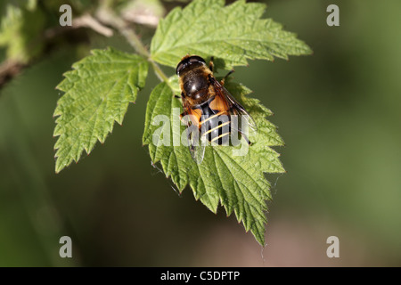 Hoverfly, Eristalis Horticola, in einem Waldgebiet in Perthshire Stockfoto