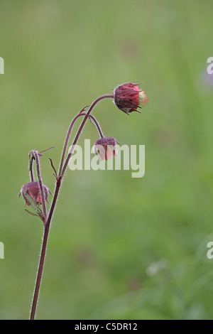 Wasser Avens, Geum Rivale, in nassen Wiese Stockfoto