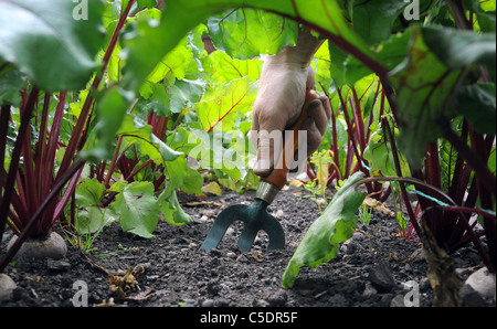 GARDENER  WITH HAND FORK GARDENING DIGGING AMONGST BEETROOT  VEGETABLE PLANTS IN BRITISH GARDEN UK Stockfoto