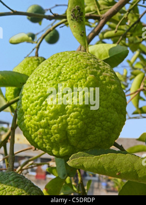 Citrus Aurantium Linn, saure Orange, Idlimbu Stockfoto