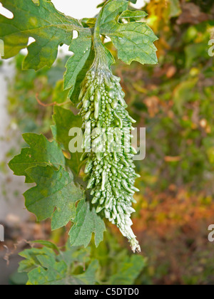 Bitter Melone, Momordica Charantia am Werk Stockfoto