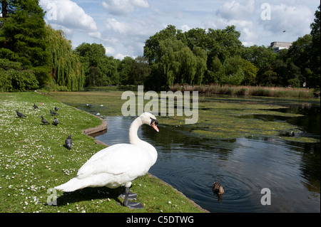 Schwan am Seeufer in St James Park, London, UK Stockfoto