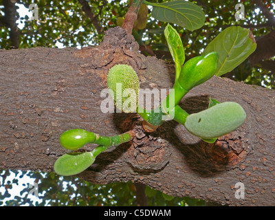Streifenhyänen auf einem Baum, Artocarpus Heterophyllus Moraceae Klg, Ratnagiri, Maharashtra, Indien Stockfoto