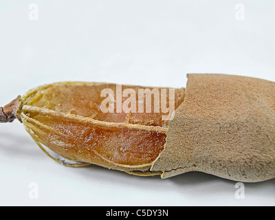 Tamarinde, Tamarindus Indica Stockfoto