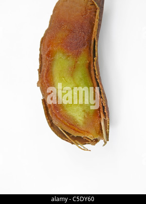 Tamarinde, Tamarindus Indica Stockfoto