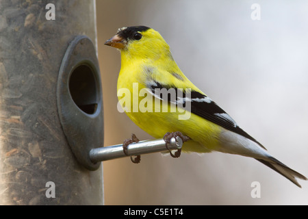 Amerikanische Stieglitz am Anleger. Stockfoto