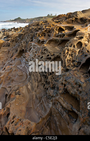 Tafoni Höhlen in den Bluff Bean Hollow State Beach an der kalifornischen Zentralküste geätzt. Stockfoto