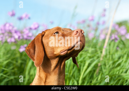 Closeup Portrait von einem ungarischen Vizsla Hund mit lila Wildblumen und grünen Rasen im Hintergrund Stockfoto