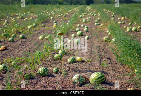 Reife Wassermelonen auf eine Wassermelone-Feld Stockfoto