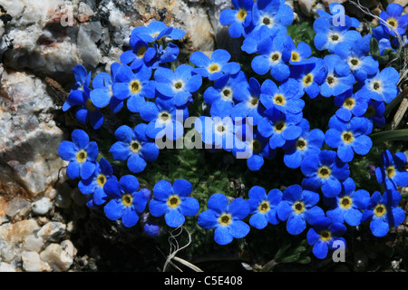 blaue und gelbe Makro von alpine Vergissmeinnicht Blumen aus hohen Bergwiese in Wyoming Stockfoto