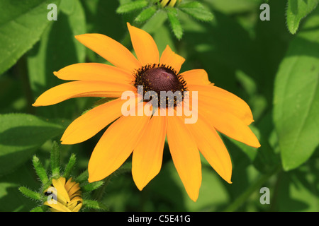 Nahaufnahme der gelbe Sonnenhut Blume Stockfoto
