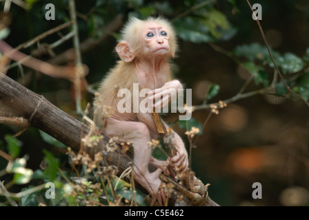 Baby stumpf-tailed Macaque (Macaca Arctoides) in Pala-U Nationalpark, Thailand Stockfoto