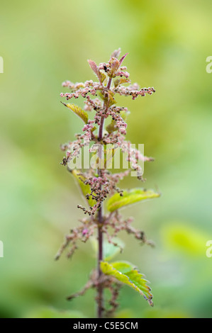 Brennnessel - Urtica dioica Stockfoto