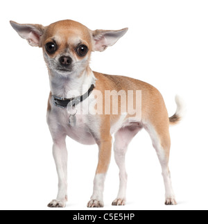 Chihuahua, 3 Jahre alt, steht man vor weißem Hintergrund Stockfoto