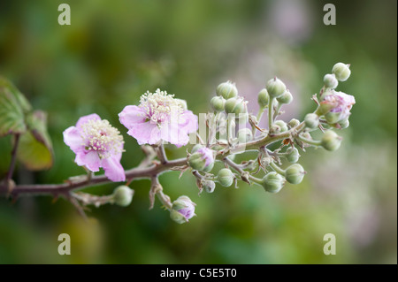 Rosa Blumen Brombeere - Rubus Stockfoto