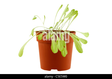 Kopfsalat ausgesät in einem 5-Zoll-Kunststoff Blumentopf und wachsenden langbeinige wegen Überfüllung Stockfoto