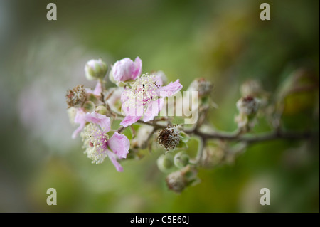 Rosa Blumen Brombeere - Rubus Stockfoto