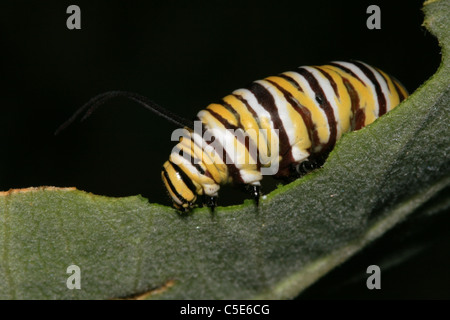 Makro einer Monarch Raupe Essen ein Wolfsmilch Blatt Stockfoto