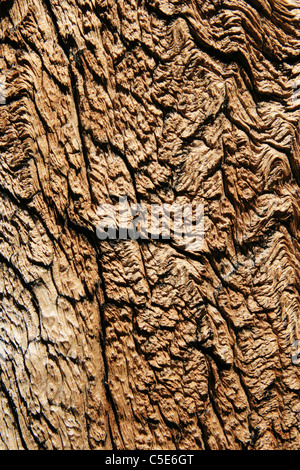 verwitterte alte Berg Kiefer Baumstamm mit gerissenen Holzmaserung Stockfoto