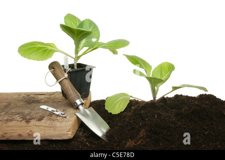 Junge Kohl Pflanzen in Erde Einpflanzen Stockfoto