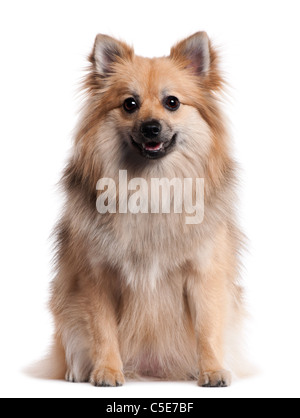 Deutscher Spitz, 1 und ein halbes Jahr alt, sitzt vor weißem Hintergrund Stockfoto