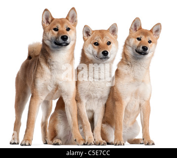 Drei Shiba Inu Welpen, 6 Monate alt, vor weißem Hintergrund Stockfoto