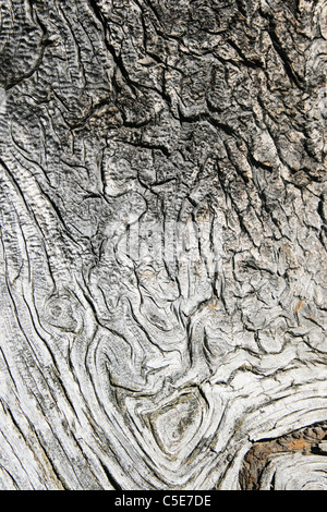 verdrehte grauen Kiefernholz aus alten Alpenkiefer Baumstamm Stockfoto