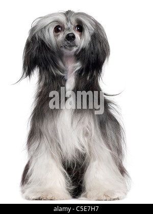 Chinese Crested Dog, 15 Monate alt, sitzt vor weißem Hintergrund Stockfoto