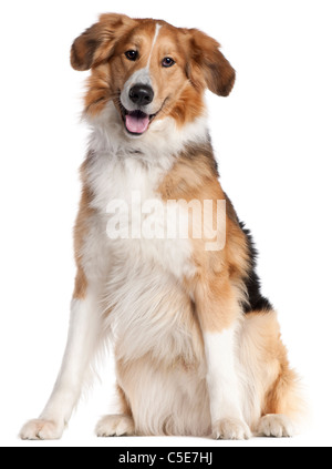 Mischlingshund, 2 und ein halbes Jahr alt, sitzt vor weißem Hintergrund Stockfoto