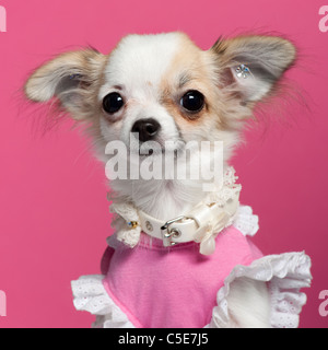 Nahaufnahme von Chihuahua-Welpe in rosa Kleid, 6 Monate alt, vor rosa Hintergrund Stockfoto