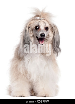 Chinese Crested Dog, 3 Jahre alt, vor weißem Hintergrund Stockfoto