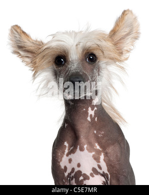 Nahaufnahme des Chinese Crested Welpen, 4 Monate alt, vor weißem Hintergrund Stockfoto