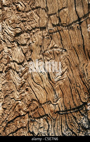 wellige Holzmaserung aus alten Berg Kiefer Baumstamm Stockfoto