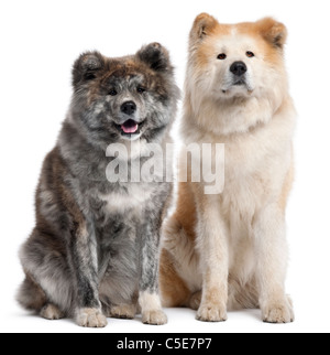 Akita Inu, 7 Jahre alt und 4 Jahre alt, sitzt vor weißem Hintergrund Stockfoto