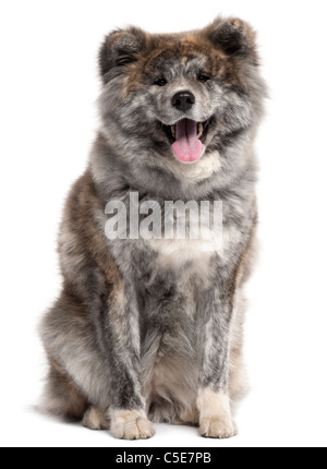 Akita Inu, 7 Jahre alt, sitzt vor weißem Hintergrund Stockfoto