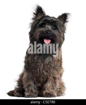 Cairn-Terrier, 8 Monate alt, sitzt vor weißem Hintergrund Stockfoto