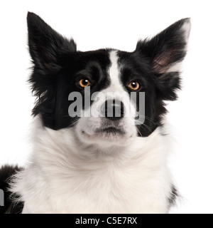 Nahaufnahme der Border-Collie, 3 Jahre alt, vor weißem Hintergrund Stockfoto