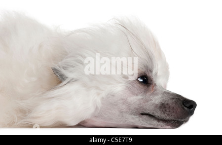 Nahaufnahme des Chinese Crested Dog vor weißem Hintergrund liegen Stockfoto