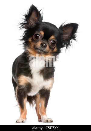 Chihuahua, 2 Jahre alt, steht man vor weißem Hintergrund Stockfoto