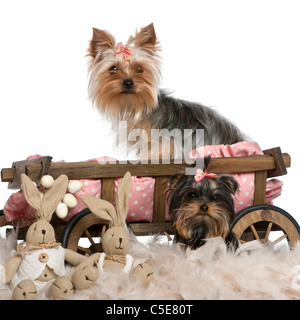 Zwei Yorkshire-Terrier, 5 und 9 Monate alt, mit Hund Bett Wagen und Ostern gefüllte Tiere vor weißem Hintergrund Stockfoto