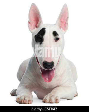 Bull Terrier Welpen, 6 Monate alt, vor weißem Hintergrund liegen Stockfoto