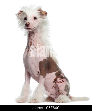 Chinese Crested Dog, 4 Monate alt, sitzt vor weißem Hintergrund Stockfoto