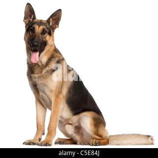 Deutscher Schäferhund, 2 und ein halbes Jahr alt, sitzt vor weißem Hintergrund Stockfoto