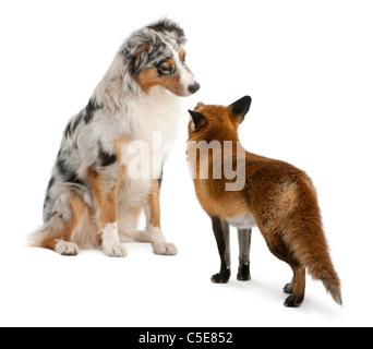 Rotfuchs Vulpes Vulpes, 4 Jahre alt, spielen mit Australian Shepherd Hund vor weißem Hintergrund Stockfoto